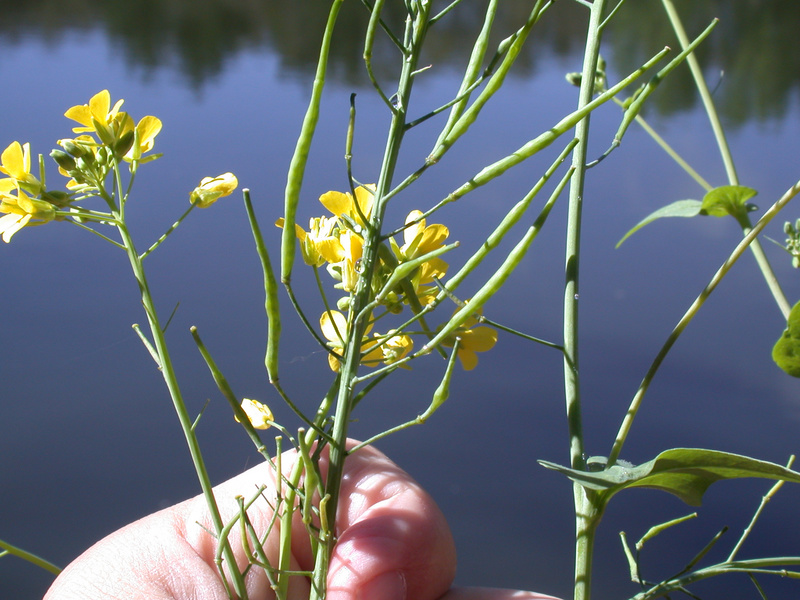 PlantNET - FloraOnline